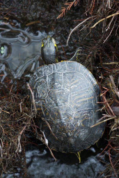 Yellow-bellied Slider (Trachemys scripta scripta)