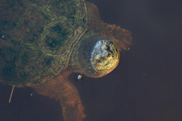 Snapping Turtle (Chelydra serpentina)