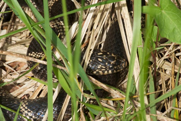 Eastern Kingsnake (Lampropeltis getula)