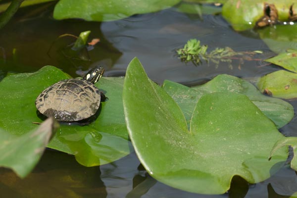 Eastern Painted Turtle (Chrysemys picta picta)