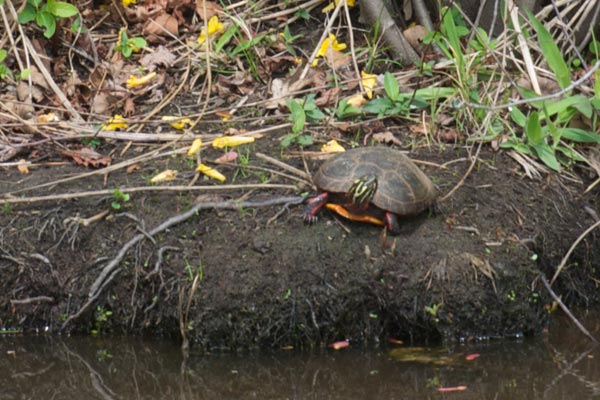 Eastern Painted Turtle (Chrysemys picta picta)