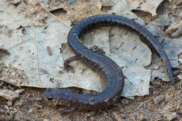 Red-backed Salamander (Plethodon cinereus)