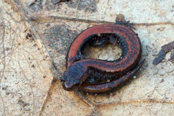 Red-backed Salamander (Plethodon cinereus)