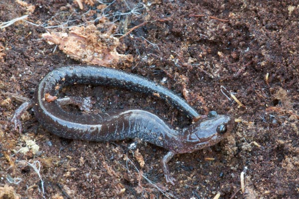 Red-backed Salamander (Plethodon cinereus)