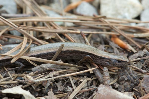 Little Brown Skink (Scincella lateralis)