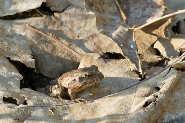 Blanchard’s Cricket Frog (Acris blanchardi)