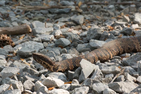 Northern Cottonmouth (Agkistrodon piscivorus)