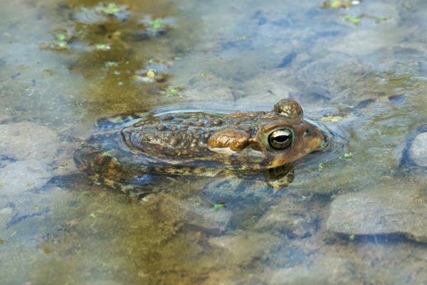 Dwarf American Toad (Anaxyrus americanus charlesmithi)