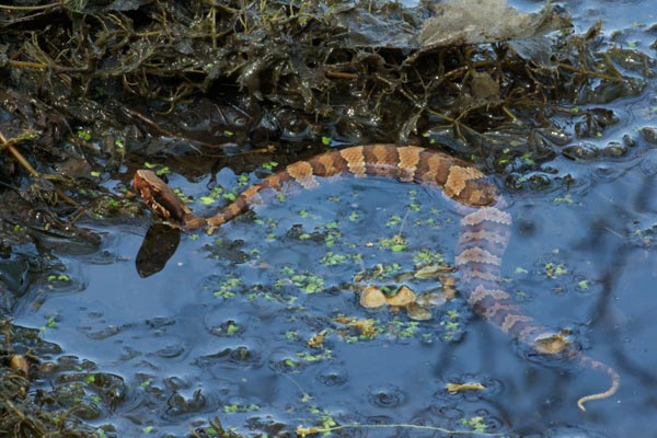 Northern Cottonmouth (Agkistrodon piscivorus)