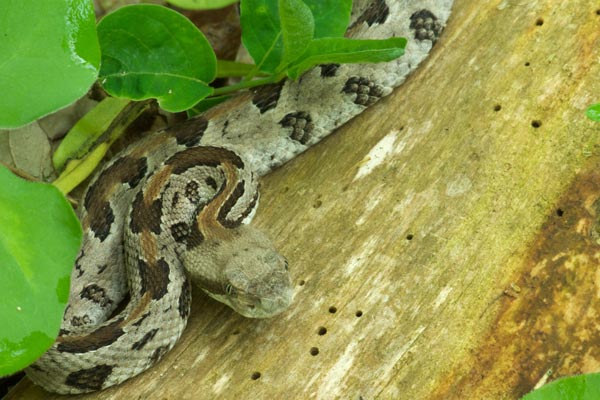 Timber Rattlesnake (Crotalus horridus)