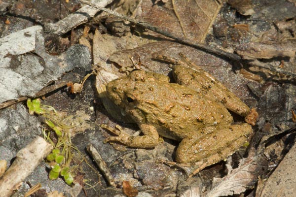 Blanchard’s Cricket Frog (Acris blanchardi)