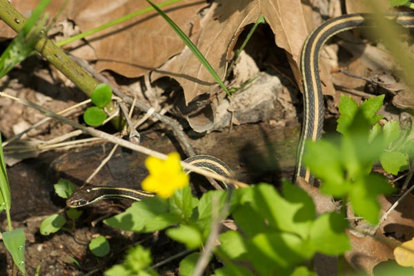 Orange-striped Ribbonsnake (Thamnophis proximus proximus)