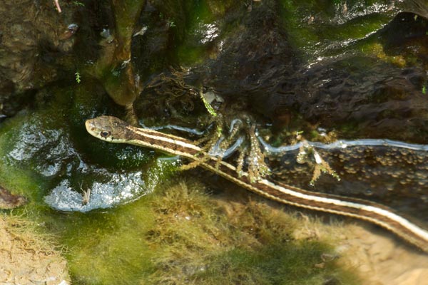 Eastern Gartersnake (Thamnophis sirtalis sirtalis)