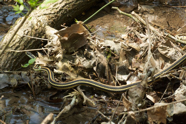 Orange-striped Ribbonsnake (Thamnophis proximus proximus)