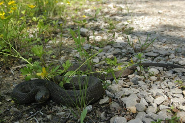 Plain-bellied Watersnake (Nerodia erythrogaster)