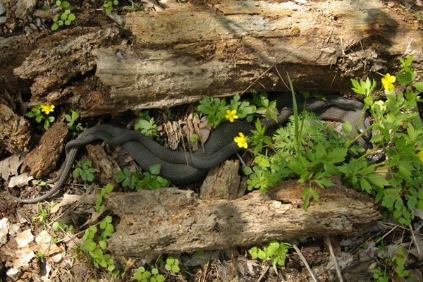 Plain-bellied Watersnake (Nerodia erythrogaster)