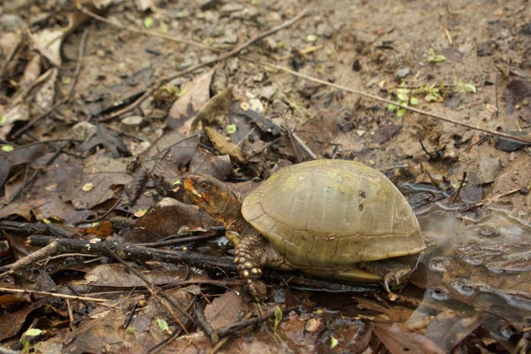 Three-toed Box Turtle (Terrapene carolina triunguis)