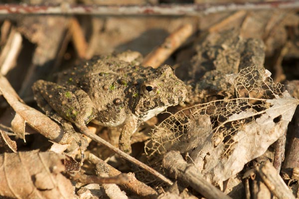 Blanchard’s Cricket Frog (Acris blanchardi)