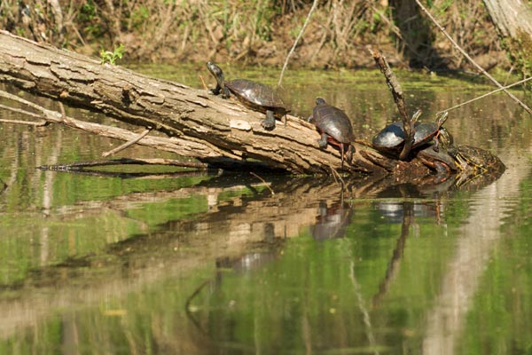 Western Painted Turtle (Chrysemys picta belli)