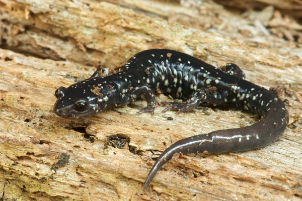 Western Slimy Salamander (Plethodon albagula)