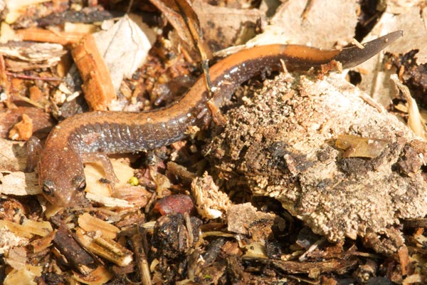 Southern Red-backed Salamander (Plethodon serratus)