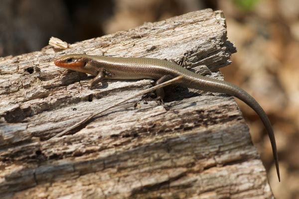 Common Five-lined Skink (Plestiodon fasciatus)