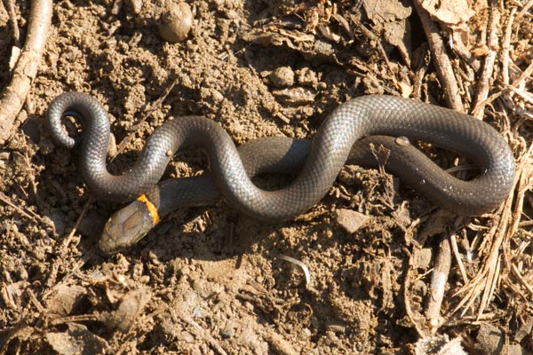 Prairie Ring-necked Snake (Diadophis punctatus arnyi)