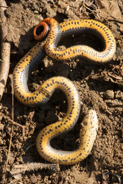 Prairie Ring-necked Snake (Diadophis punctatus arnyi)