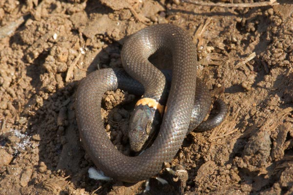 Prairie Ring-necked Snake (Diadophis punctatus arnyi)