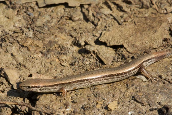 Little Brown Skink (Scincella lateralis)