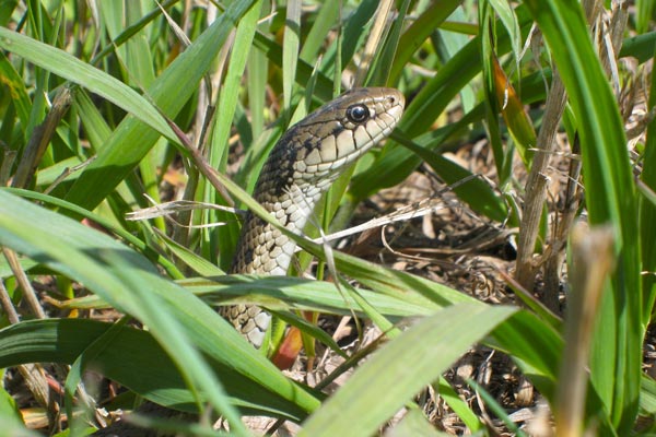 Wandering Gartersnake (Thamnophis elegans vagrans)