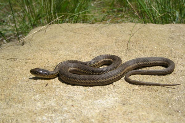 Wandering Gartersnake (Thamnophis elegans vagrans)