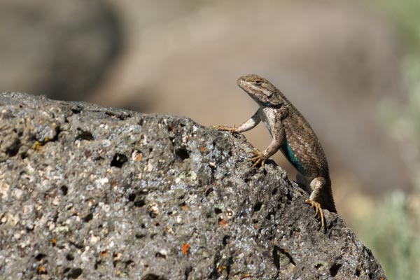 Plateau Lizard (Sceloporus tristichus)