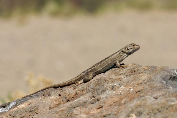 Plateau Lizard (Sceloporus tristichus)