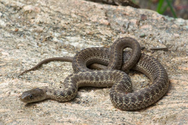 Wandering Gartersnake (Thamnophis elegans vagrans)