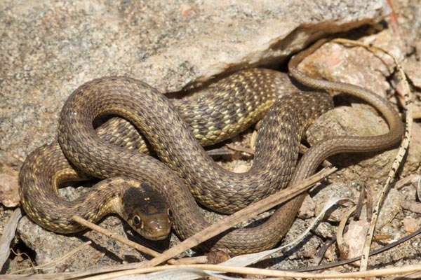 Wandering Gartersnake (Thamnophis elegans vagrans)