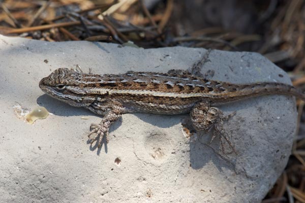 Plateau Lizard (Sceloporus tristichus)