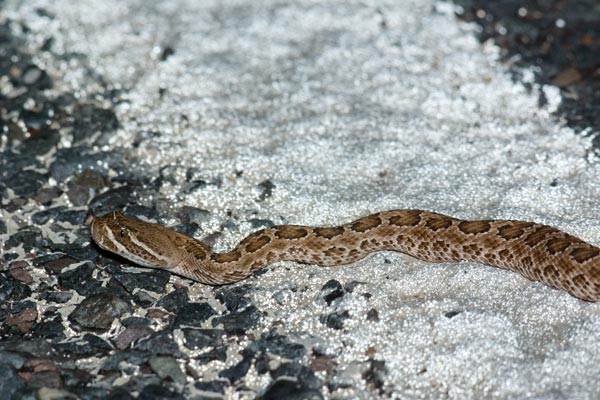 Prairie Rattlesnake (Crotalus viridis)