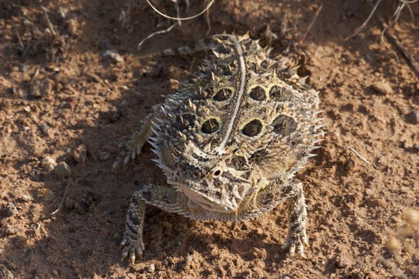 Texas Horned Lizard (Phrynosoma cornutum)