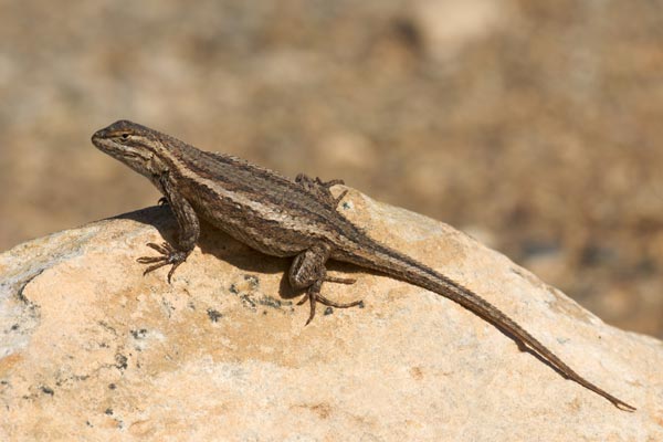 Southwestern Fence Lizard (Sceloporus cowlesi)