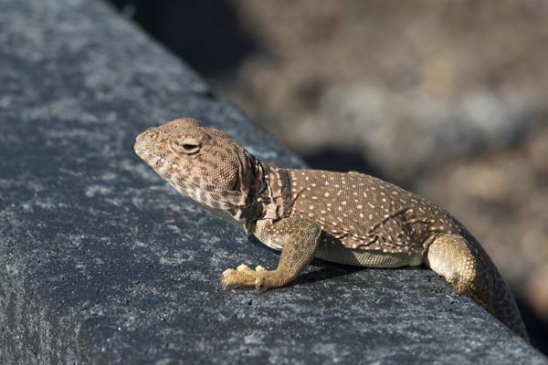 Eastern Collared Lizard (Crotaphytus collaris)