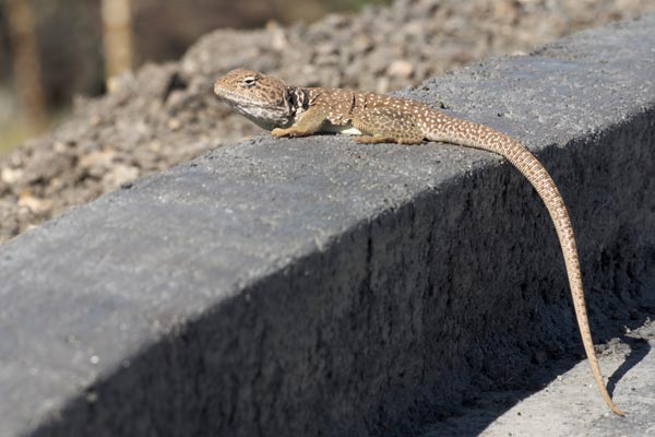 Eastern Collared Lizard (Crotaphytus collaris)