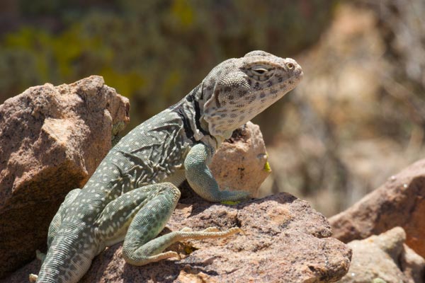 Eastern Collared Lizard (Crotaphytus collaris)