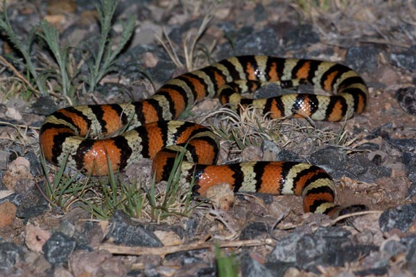 Western Milksnake (Lampropeltis gentilis)