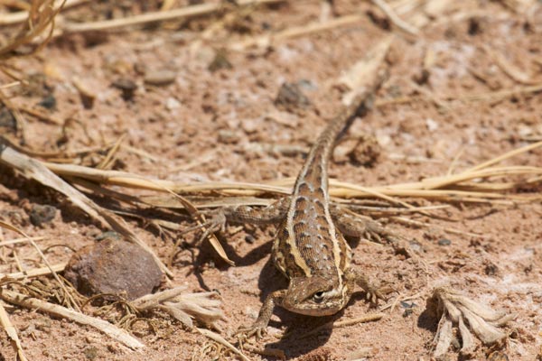 Eastern Side-blotched Lizard (Uta stansburiana stejnegeri)