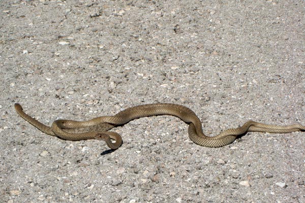 Western Coachwhip (Masticophis flagellum testaceus)