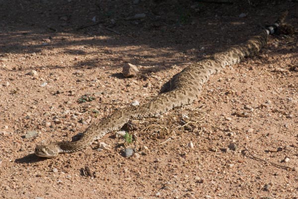 Western Diamond-backed Rattlesnake (Crotalus atrox)