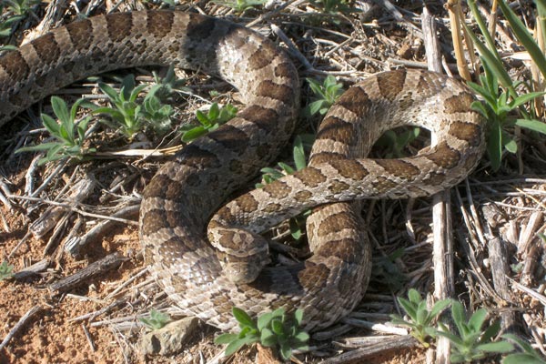 Great Plains Ratsnake (Pantherophis emoryi)