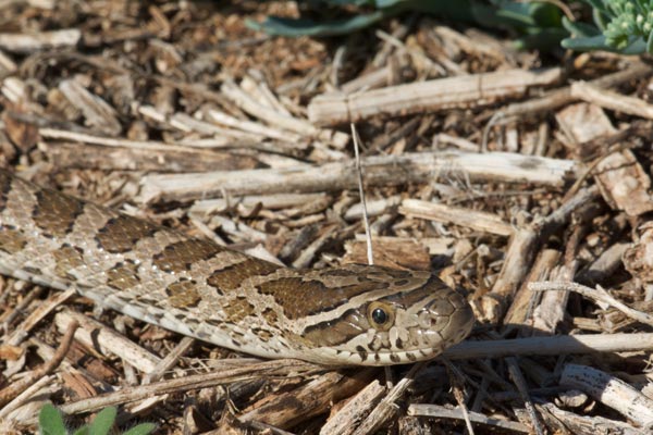 Great Plains Ratsnake (Pantherophis emoryi)