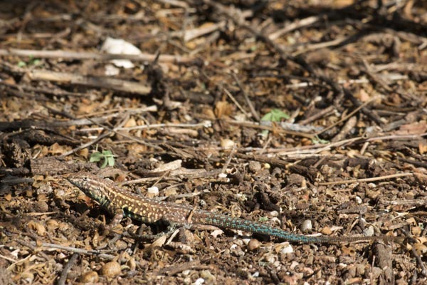 Eastern Side-blotched Lizard (Uta stansburiana stejnegeri)